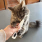 PawGlow Groomers™ for Cats